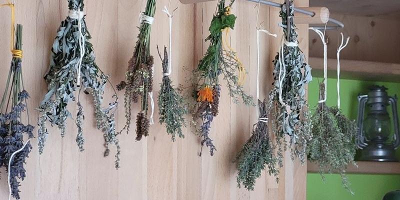 Kräuter gebündelt zum Tocknen